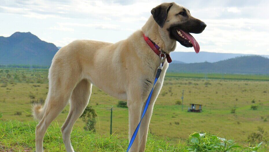 Anatolian Shepherd Dog Breed Information Purina